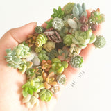 Assorted Succulent Cuttings (Miniatures) Kit - Soul Made Boutique