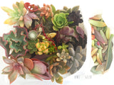 Assorted Succulicious Starter Pack - Soul Made Boutique