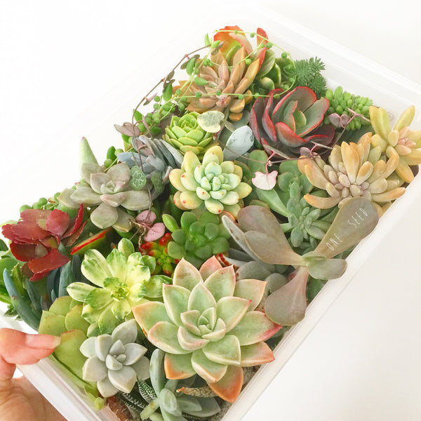 Assorted Succulent Cuttings (Large) - Soul Made Boutique