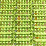 Little Green Box (June)