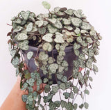Plant - Ceropegia Woodii (Chain of Hearts)