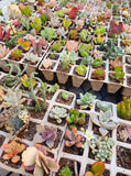 Assorted Succulent Cuttings (Miniatures)