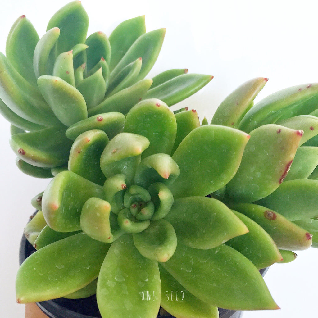 Plant - Echeveria Agavoide x Graptopetalum Amethystinum