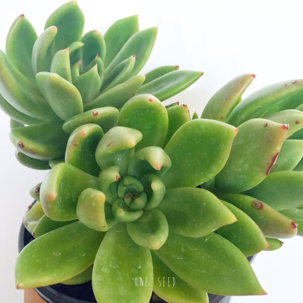 Plant - Echeveria Agavoide x Graptopetalum Amethystinum