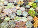 Assorted Succulent Plants - Soul Made Boutique