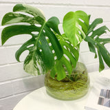 Plant - Variegated Monstera Deliciosa Plant