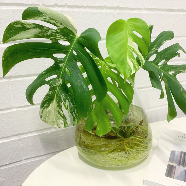 Plant - Variegated Monstera Deliciosa Plant