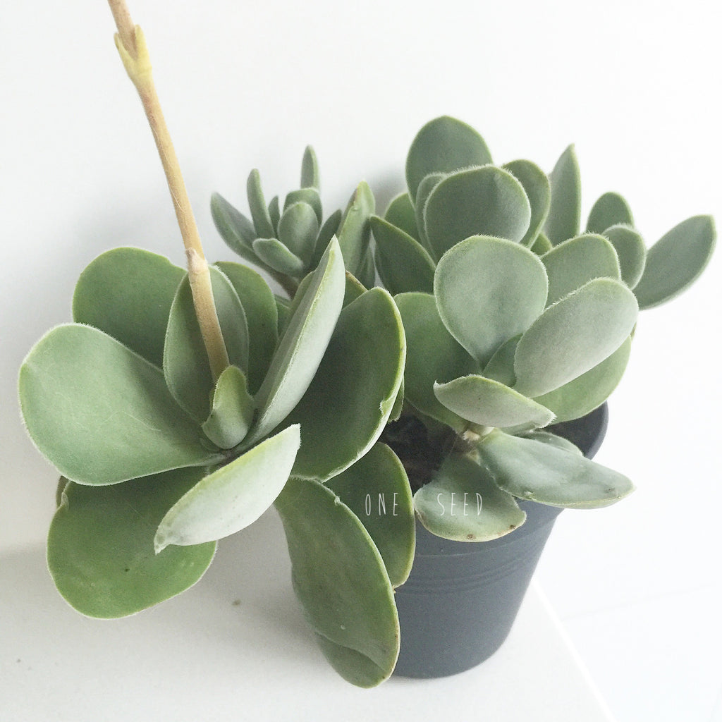 Plant - Crassula Dubia