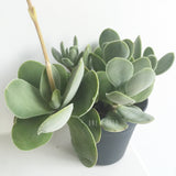 Plant - Crassula Dubia