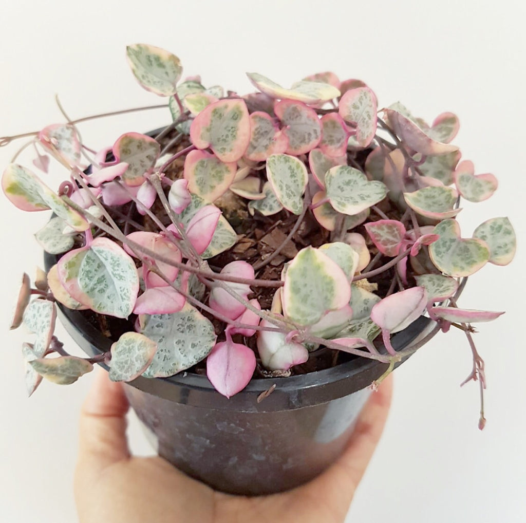 Plant - Ceropegia Woodii Variegated (Chain of Hearts)