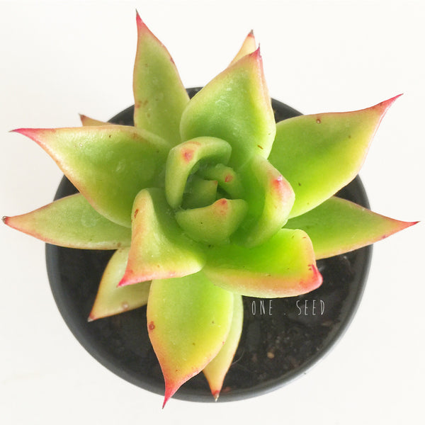Plant - Echeveria Agavoides Sp