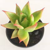 Plant - Echeveria Agavoides Sp