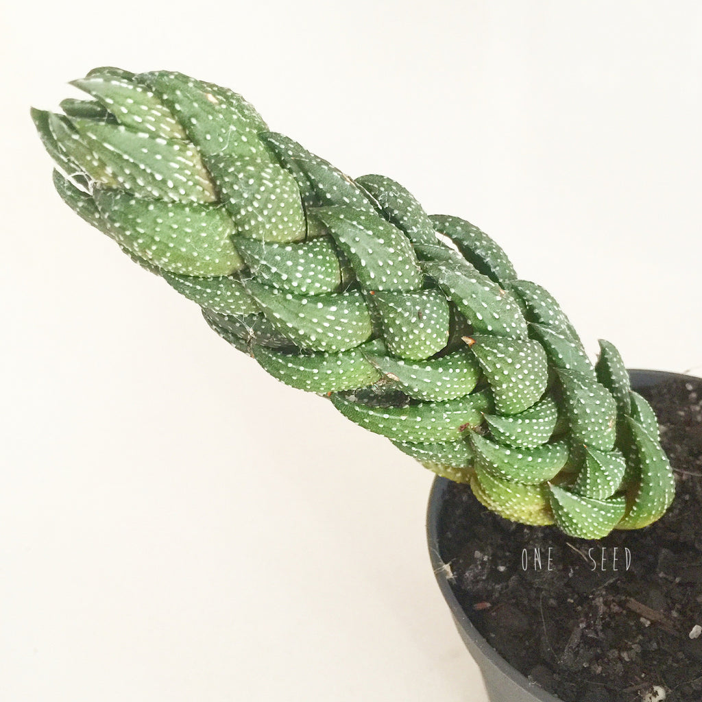 Plant - Haworthia Coarctata