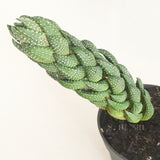 Plant - Haworthia Coarctata