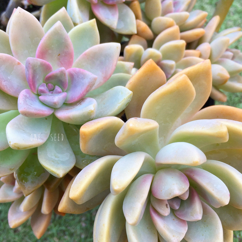 Plant - Graptoveria Sp