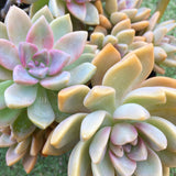 Plant - Graptoveria Sp