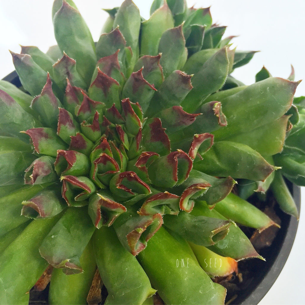 Plant - Sempervivum Oddity
