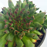 Plant - Sempervivum Oddity