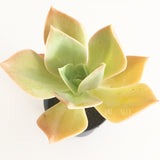 Plant - Graptoveria Sp