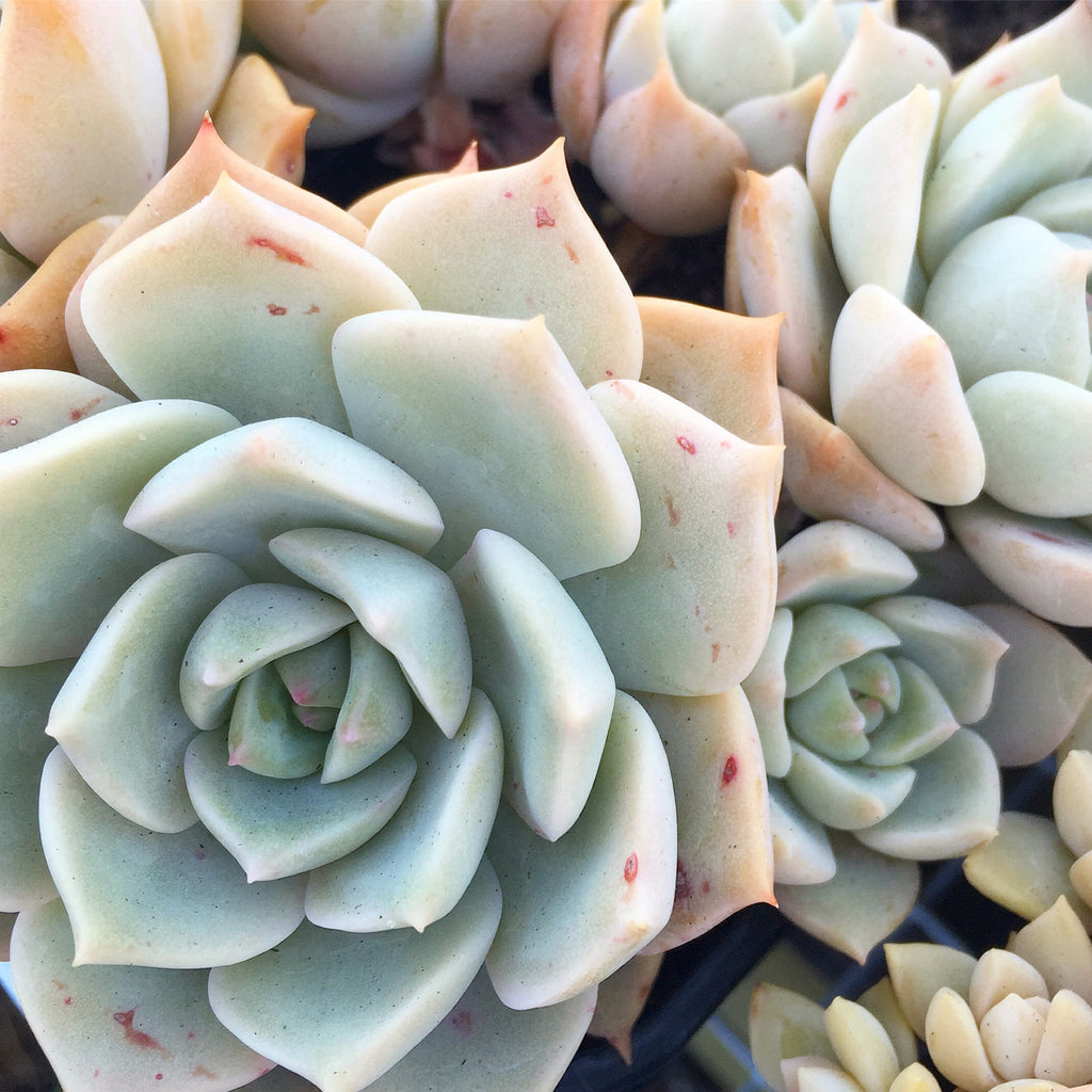 Plant - Graptoveria Sp