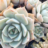 Plant - Graptoveria Sp