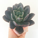 Collector's Succulent Plant Handmade Watercolour Pot - Echeveria Purple Princess