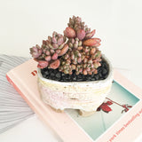Collector's Succulent Plant Handmade Watercolour Pot