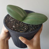 Plant - Elephant Ears