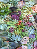 Assorted Succulent Leaves