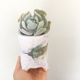 Collector's Succulent Plant Handmade Watercolour Pot