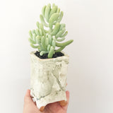 Collector's Succulent Plant Handmade Watercolour Pot