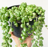 Plant - Senecio Rowleyanus Variegated (String of Pearls)