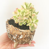 Collector's Succulent Plant Stoneware Pot