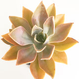 Plant - Graptoveria Fred Ives