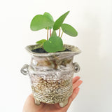 Collector's Succulent Plant Handmade Watercolour Pot