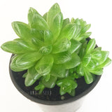 Plant - Haworthia Sp