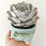 Collector's Succulent Plant Handmade Watercolour Pot