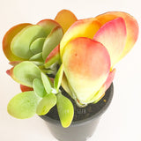 Plant - Kalanchoe Thyrsiflora (Flap Jacks)