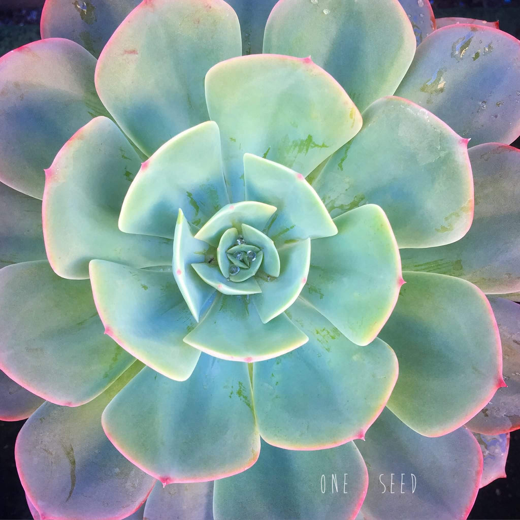 Plant - Echeveria lmbricata