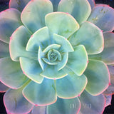 Plant - Echeveria lmbricata
