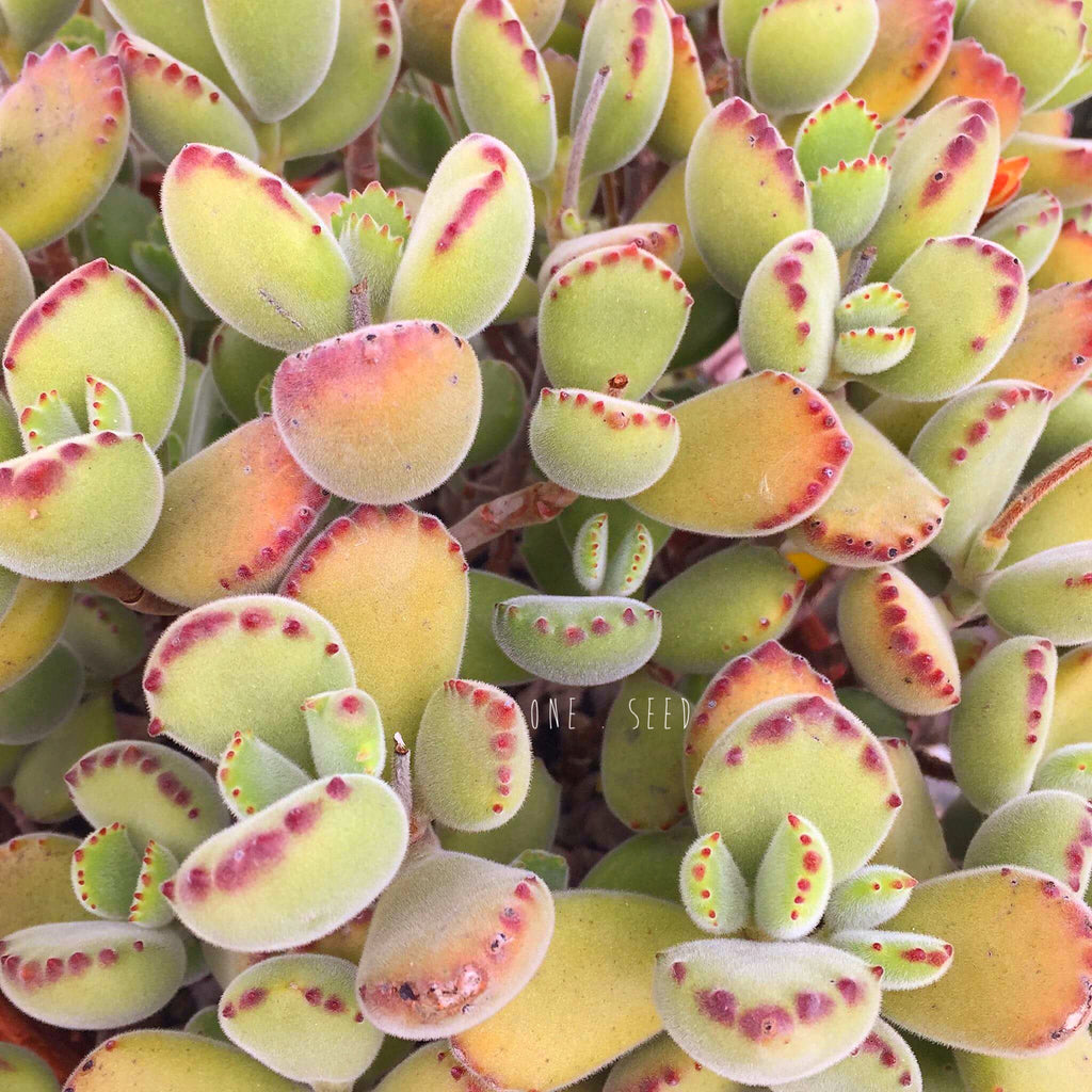 Plant - Cotyledon Ladismithiensis (Bear's Paw)