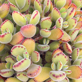 Plant - Cotyledon Ladismithiensis (Bear's Paw)