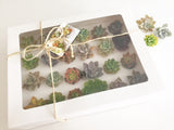 Assorted Succulent Cuttings (Rosette) Gift Box - Soul Made Boutique