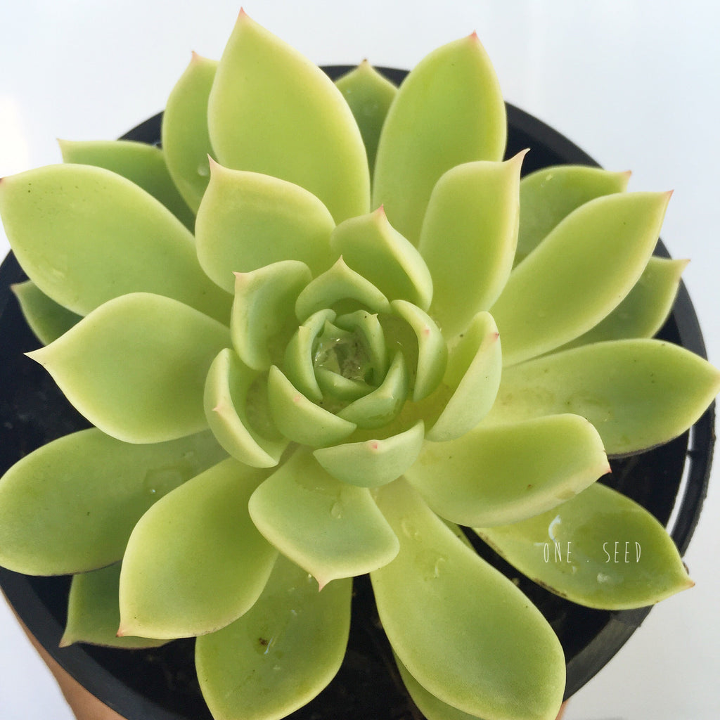 Plant - Echeveria X Bunnings