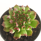 Plant - Sempervivum Oddity
