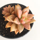 Plant - Sedum Bronze Delight