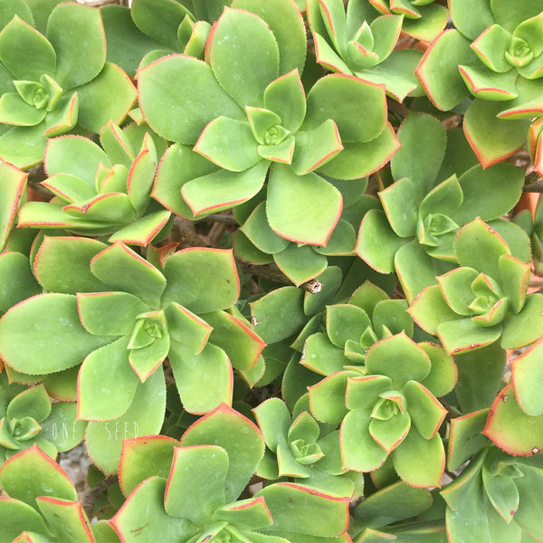 Plant - Aeonium Haworthii x Urbicum