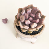 Collector's Succulent Plant Handmade Watercolour Pot