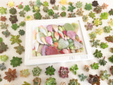 Succulent Print Adore