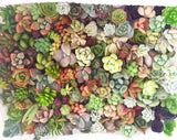 Assorted Succulent Cuttings (Rosette) Wooden Crate Square Pots - Soul Made Boutique